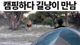 마주치지 말았어야하는 길냥이