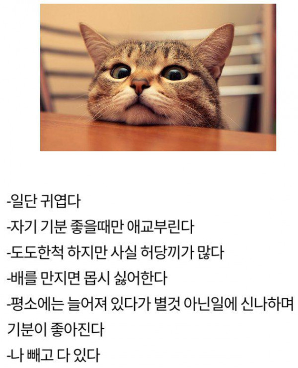 여친과 고양이 공통점