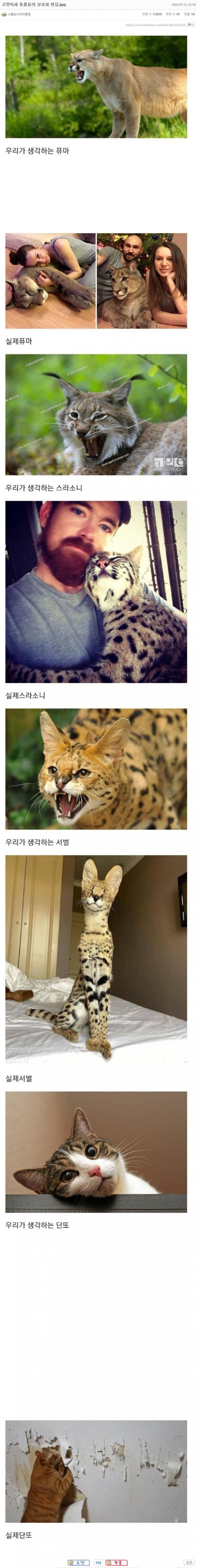 고양이과 동물들의 상상과 현실.jpg