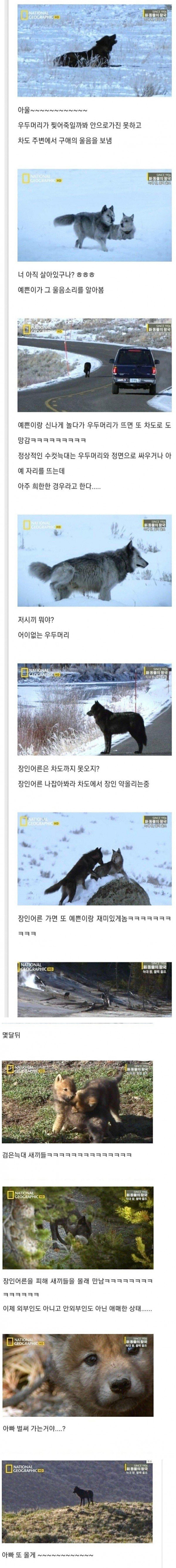 늑대세계의 주말 부부들