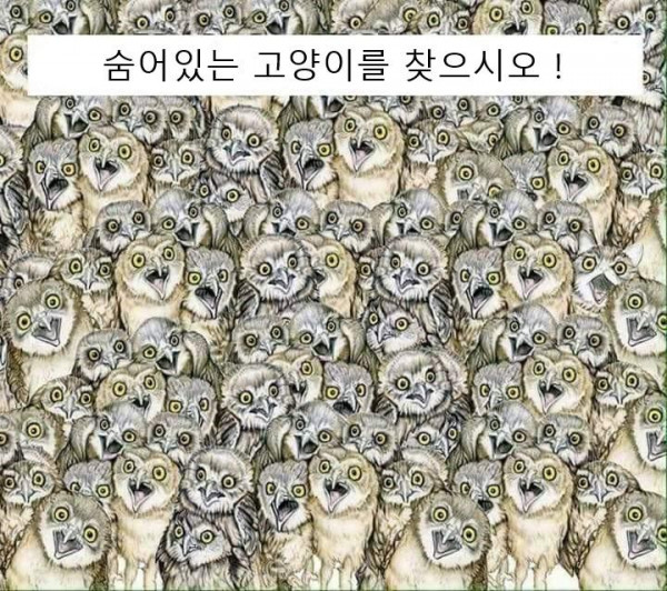 숨어있는 고양이 찾기 [난이도 상]