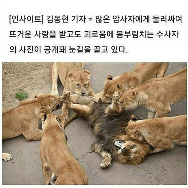 위험한 하렘